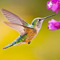 Hummingbird