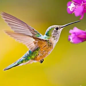 Hummingbird logo